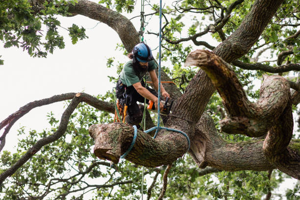 Best Tree and Shrub Care  in Bowmansville, PA