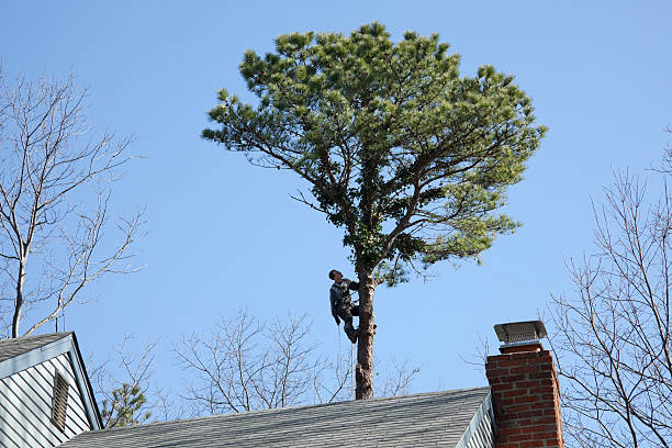 Best Arborist Consultation Services  in Bowmansville, PA