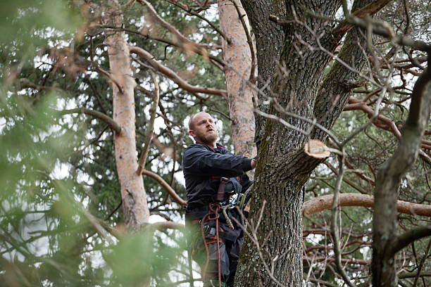 Best Tree Maintenance Programs  in Bowmansville, PA